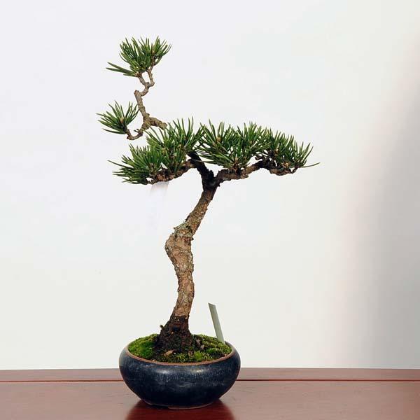 盆栽：寸梢黒松　現品*くろまつ　クロマツ Pinus thunbergii　Kuromatsu bonsai 中品盆栽｜y-bonsai｜02