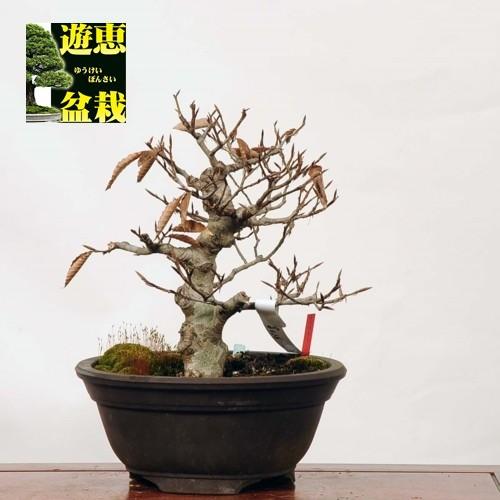 中品盆栽：富士ぶな【現品】*【送料無料】