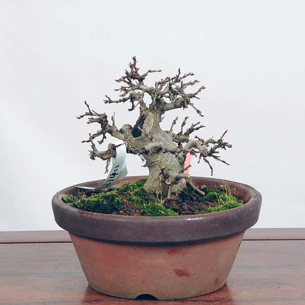 小品盆栽：いわしで　現品*イワシデ　Iwashidei送料無料