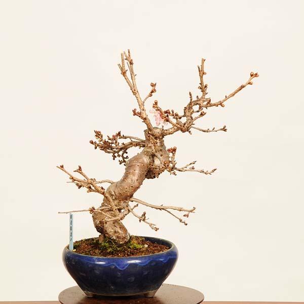 盆栽：十月桜 *現品 さくら サクラ Jyuugatsusakura bonsai 小品盆栽