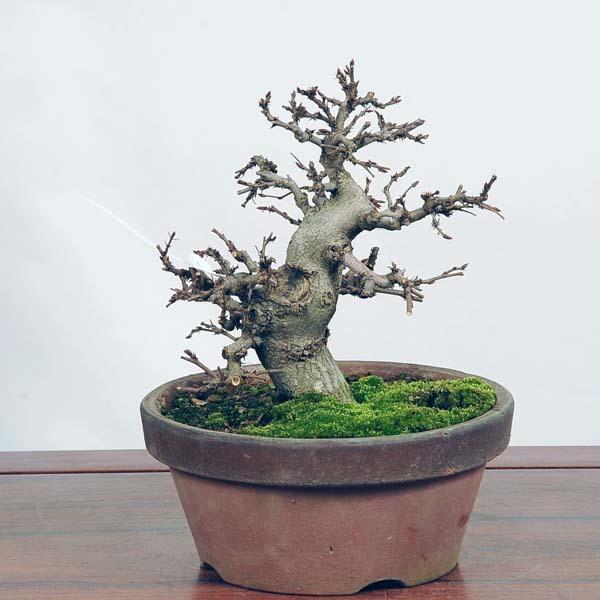 小品盆栽：いわしで　現品*イワシデ　Iwashidei送料無料