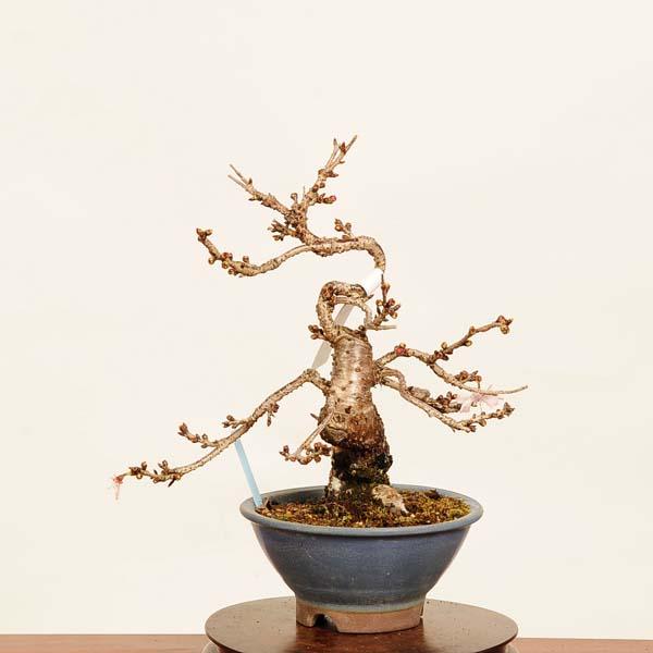 盆栽：十月桜 *現品 さくら サクラ Jyuugatsusakura bonsai 小品盆栽