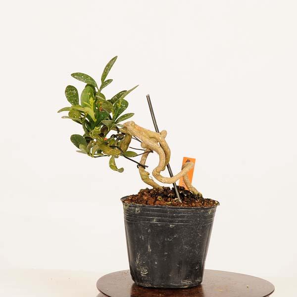 盆栽素材苗：キンズ 現品*一点物 金豆・きんず kinzu bonsai 小品盆栽