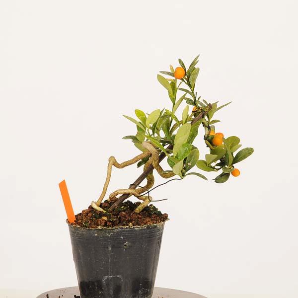 盆栽素材苗：キンズ　現品*一点物 金豆・きんず　kinzu bonsai 小品盆栽_1