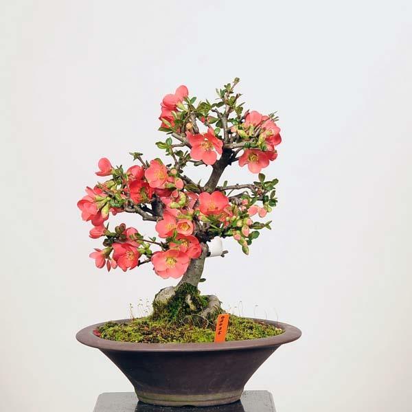 木瓜 ボケ 安田錦 咲きわけ 超良株 紅白 花木 盆栽 木瓜 ボケ 安田錦