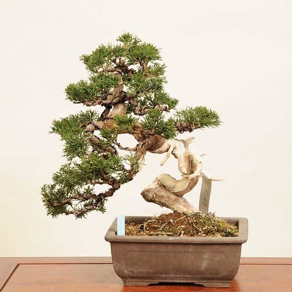 真柏 シンパク 板舎利　板幹　小品盆栽 真柏 シンパク 板舎利 板幹 小品盆栽