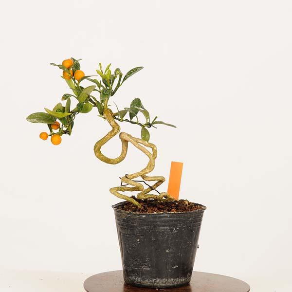 盆栽素材苗：キンズ 現品*一点物 金豆・きんず kinzu bonsai 小品盆栽