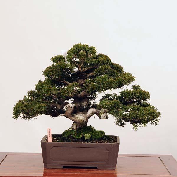 中品盆栽：特選糸魚川真柏*現品 しんぱく　シンパク　Shinpaku　 送料無料