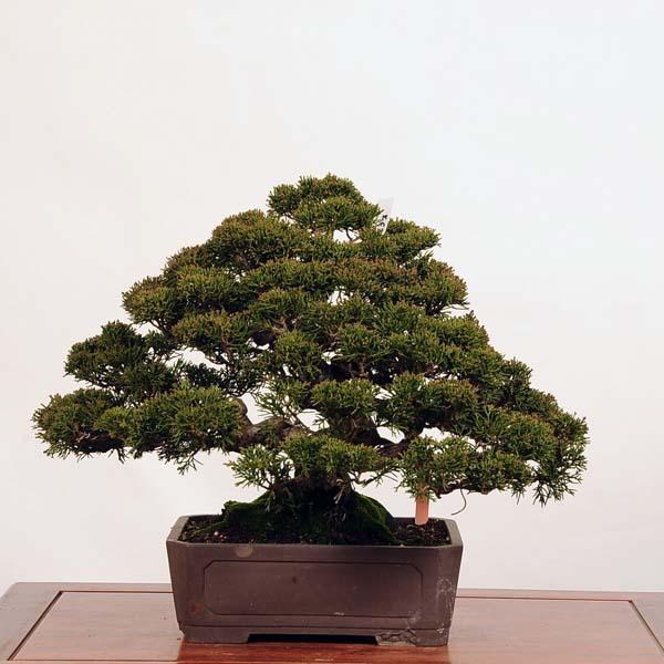 真柏　盆栽　4/15 日中限定 真柏【真柏 盆栽 ミニ盆栽 鉢植】 : 盆栽妙 ヤフー店 - 通販