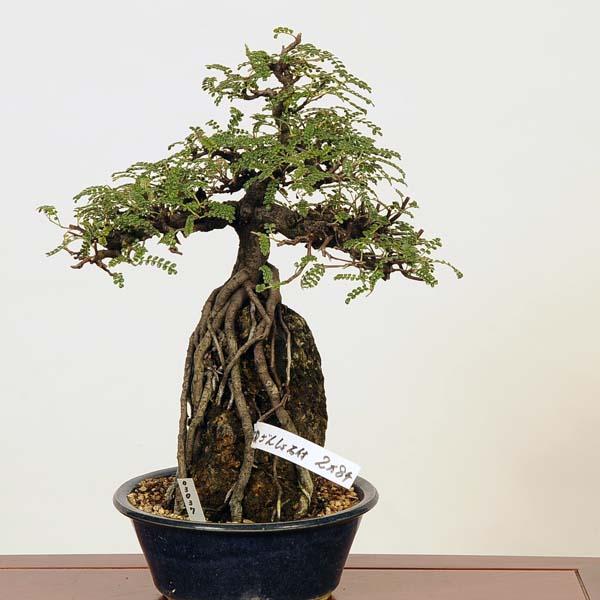 盆栽：磯山椒石付(いそざんしょう)現品*サンショウ Isozansyo