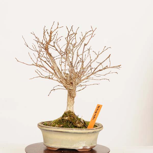 盆栽：欅(けやき) 現品*一点物 ケヤキ Zelkova serrata Keyaki bonsai