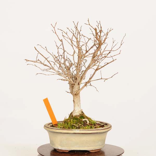 盆栽：欅(けやき) 現品*一点物 ケヤキ Zelkova serrata Keyaki bonsai