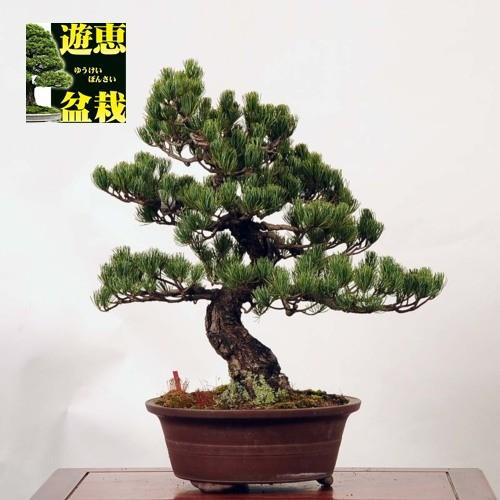 中品盆栽：五葉松【現品】*Goyoumatsu【送料無料】