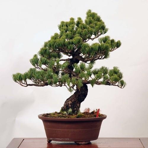 中品盆栽：五葉松【現品】*Goyoumatsu【送料無料】 商品情報