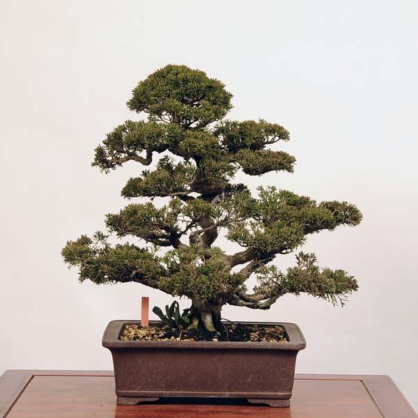 新品未使用！ 中品盆栽：特選糸魚川真柏*現品 しんぱく　シンパク　Shinpaku　 送料無料 【3043004908】(110880円)