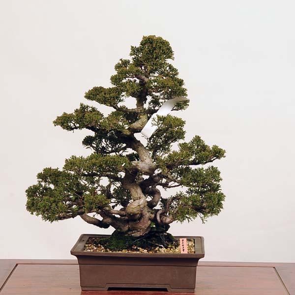 中品盆栽：特選糸魚川真柏*現品 しんぱく　シンパク　Shinpaku　 送料無料