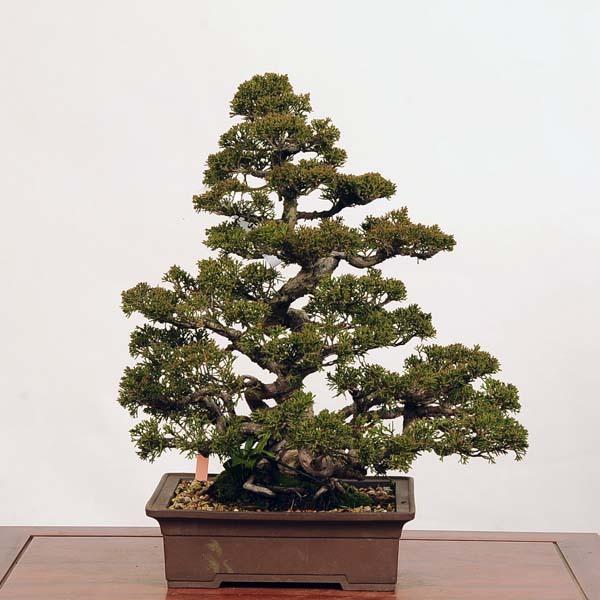 ⭐️完成品⭐️ 中品盆栽：特選糸魚川真柏*現品 しんぱく　シンパク　Shinpaku　 送料無料 【G3818849065】(139150円)