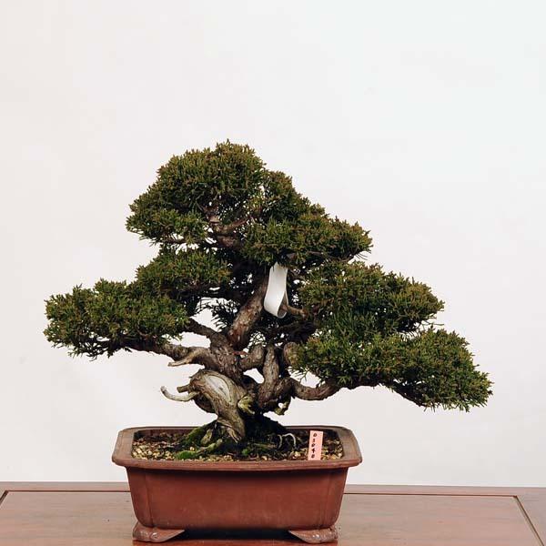 中品盆栽：特選糸魚川真柏*現品 しんぱく　シンパク　Shinpaku　 送料無料