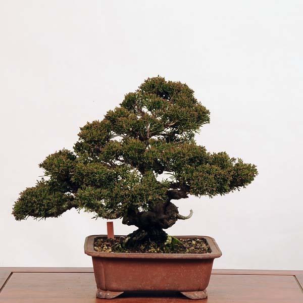 期間セール ！ 中品盆栽：特選糸魚川真柏*現品 しんぱく　シンパク　Shinpaku　 送料無料 【FKP3193945749】(116380円)