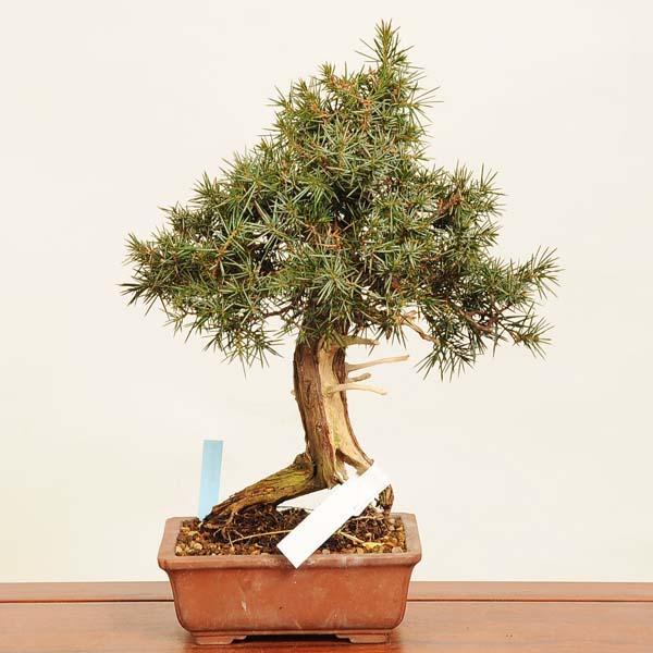 トショウの木 haniwa-bonsai_019-23200-12