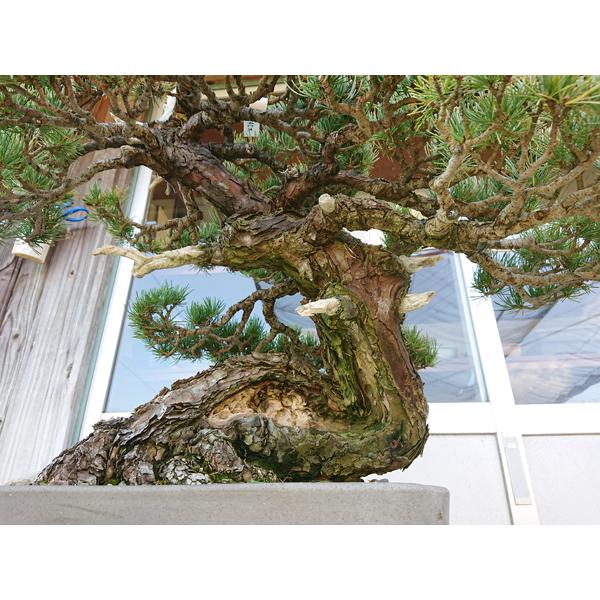 24時間限定 中品盆栽 五葉松 現品 大型ヤマト便配送 Goyomatsu 送料無料 Pinus Parviflora ロングセラー R4urealtygroup Com