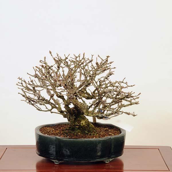 盆栽 特選：錦木（ニシキギ）*現品 にしきぎ Euonymus alatus 