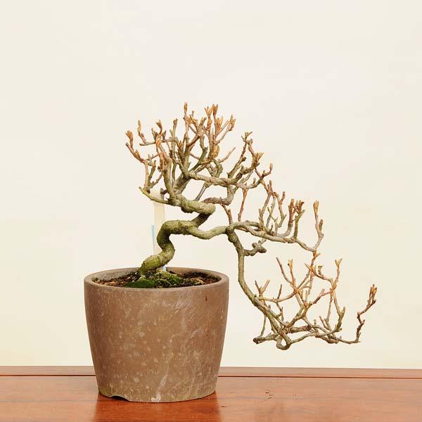 盆栽 特選：寒ぐみ 現品*(鉢割有)カングミ Kangumi bonsai Elaeagnus