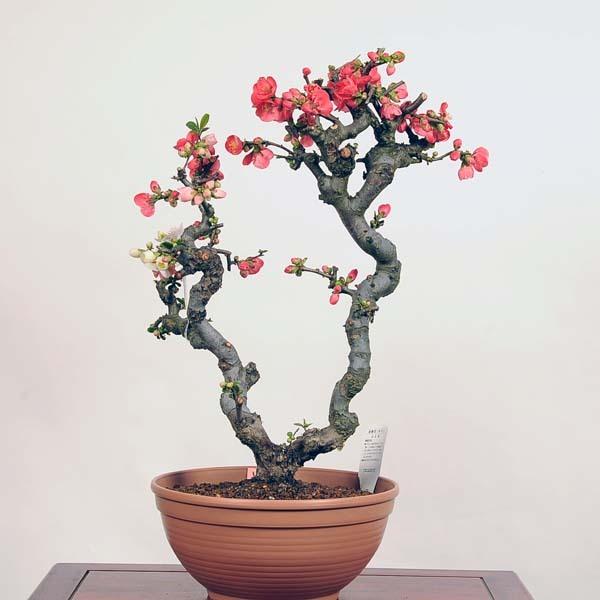 盆栽中品：ボケ／国華／バラ科／2000種の中で人気種／プラ鉢 中品盆栽：木瓜(ぼけ) 東洋錦 現品*ボケ 放春花 Boke 送料無料 : 遊恵