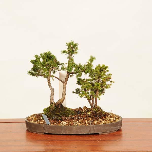 盆栽：白芽八房蝦夷松寄せ* 現品 えぞまつ エゾマツ Ezomatsu bonsai