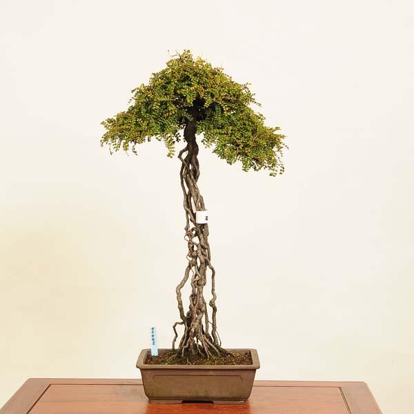 盆栽：磯山椒(いそざんしょう)現品 一点物*サンショウ Isozansyo