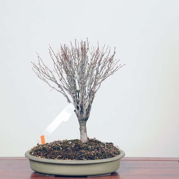 中品盆栽：特選欅(けやき) 現品*ケヤキ Keyaki bonsai : 遊恵盆栽