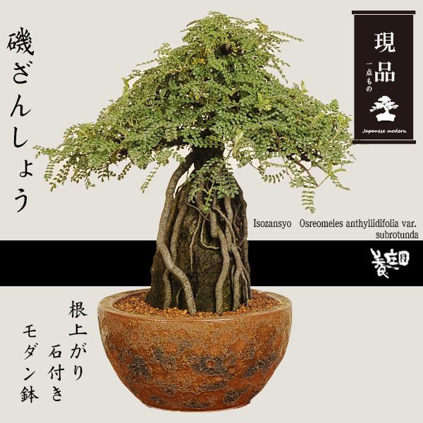 盆栽：磯山椒(いそざんしょう) 根上がり 石付き（モダン鉢） 現品 一点