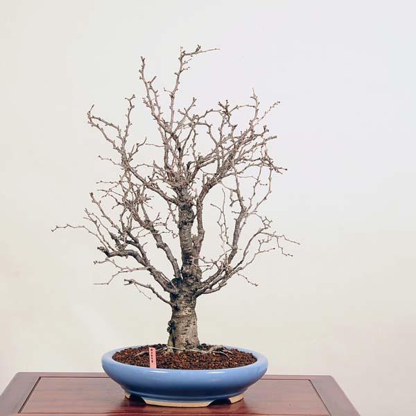 新発 大品盆栽 富士桜 湖上の舞 現品 さくら Sakura 大型ヤマト便配送 送料無料 無料長期保証 Kuljic Com