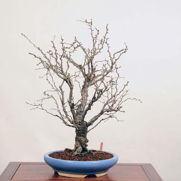 大品盆栽：富士桜(湖上の舞)現品 *さくら sakura【大型ヤマト便配送