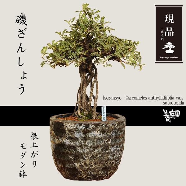 盆栽：磯山椒(いそざんしょう) 根上がり （モダン鉢） 現品 一点物
