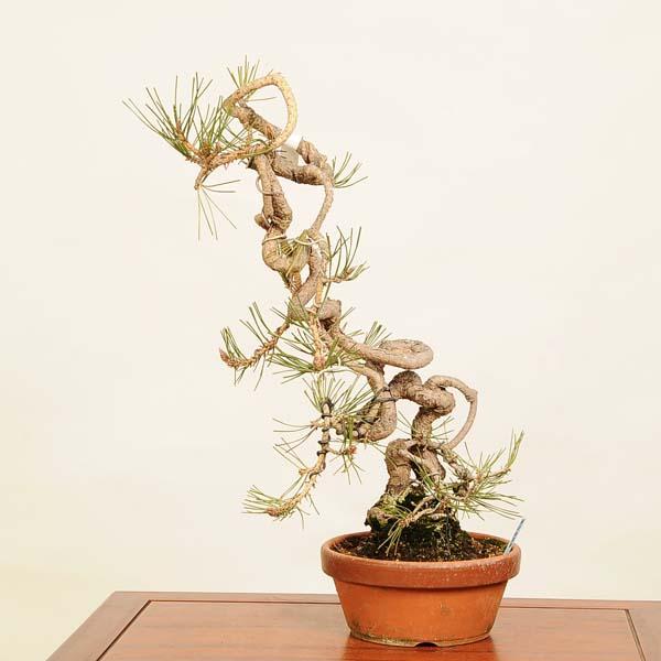 盆栽 ：三河黒松* 現品 一点物 くろまつ クロマツ Kuromatsu bonsai 中