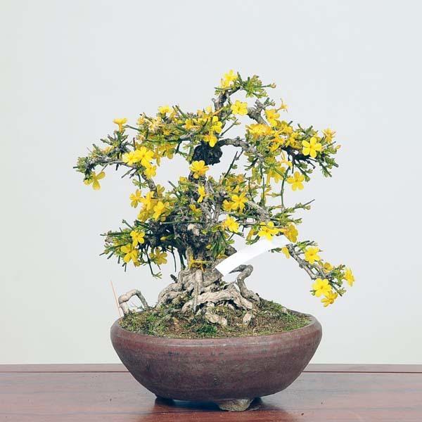 中品盆栽：特選黄梅 現*おうばい Oubai bonsai : 遊恵盆栽 Yahoo!店
