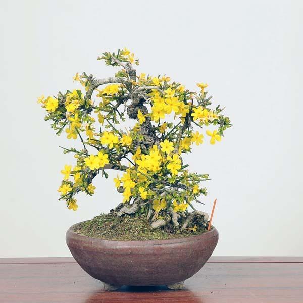 盆栽　黄梅　上下50cm 盆栽 黄梅 上下50cm 盆栽 黄梅 上下50cm