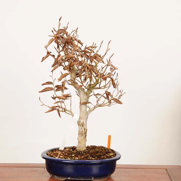 盆栽：富士ぶな（ブナ）現品* 一点物 Fagus crenata Bunabpnsai 中品