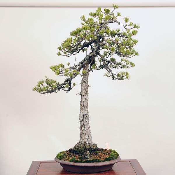 大品盆栽：特選実生五葉松*現品 【大型ヤマト便配送】ごようまつ