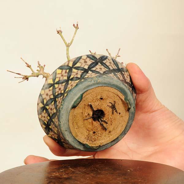 盆栽 特選：山紅葉 現品*一点物 山もみじ モミジ Momiji bonsai ミニ