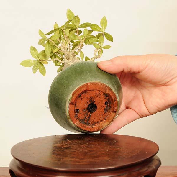 クチナシ ミニ盆栽FIRE. クチナシ ミニ盆栽FIRE. 実成クチナシ ミニ盆栽 陶器鉢 | BRIDGE