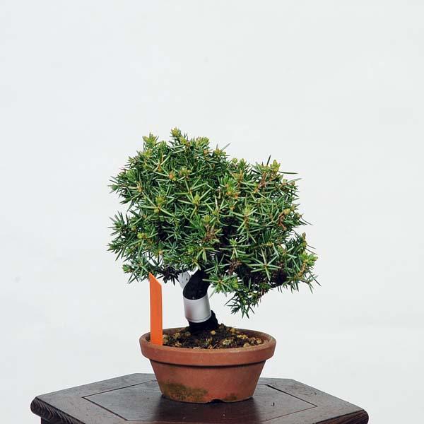 盆栽：杜松(としょう) 現品*トショウ Juniperus rigida Tosyo bonsai
