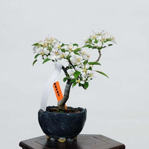 盆栽：深山かいどう 現品*(鉢カケ有)カイドウ Miyanakaidou bonsai