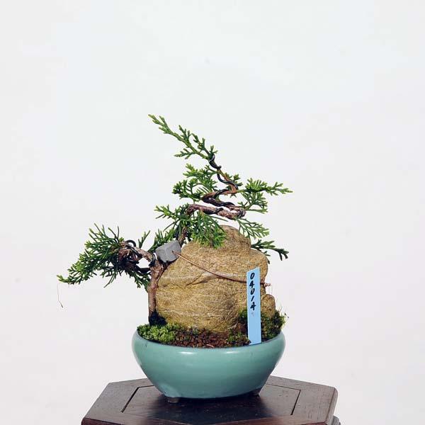 小品盆栽：糸魚川真柏石付 現品*シンパク しんぱく Shinpaku : 遊恵