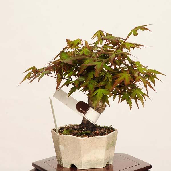 盆栽：山紅葉*現品 一点物 山もみじ　モミジ　Momiji bonsai ミニ盆栽_1