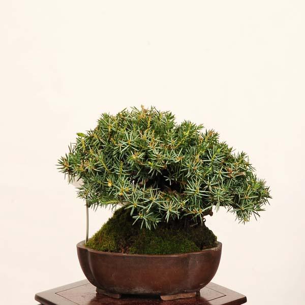 盆栽 特選：杜松(としょう) 現品*トショウ Juniperus rigida Tosyo