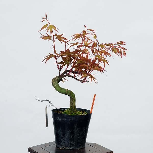盆栽素材苗:曙紅葉 現品 *もみじ モミジ Acer momiji bonsai 盆栽素材苗:曙紅葉 現品 *もみじ モミジ Acer momiji bonsai