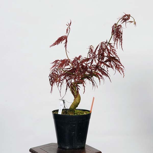 盆栽素材苗：紅枝垂れ紅葉 現品 *しだれもみじ モミジ Acer momiji