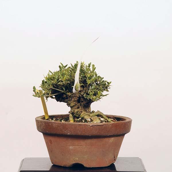 新品本物 小品盆栽 梔子 現品 くちなし クチナシ 送料無料 Kuchinashi 正規品 Zoetalentsolutions Com